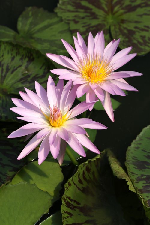 Free Beautiful pink water lilies blooming among lush green leaves. Stock Photo