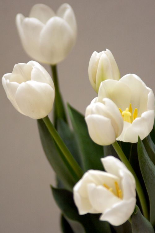 Free Close-up shot of white tulips with vibrant green leaves, showcasing elegance and simplicity. Stock Photo