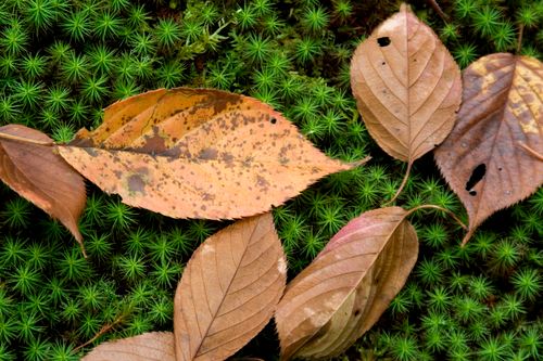 Free stock photo of autumn, autumn leaves, leaves Stock Photo
