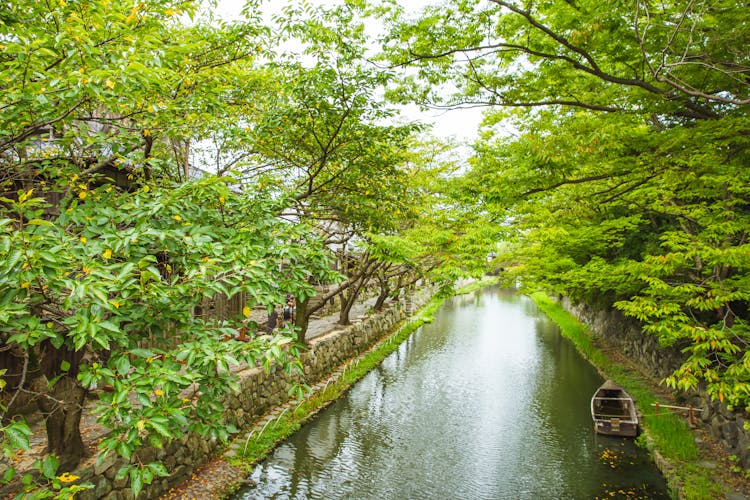 Narrow Calm Channel Flowing Through Verdant Trees