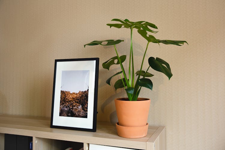 Framed Nature Photo And Potted Green Houseplant On Shelf