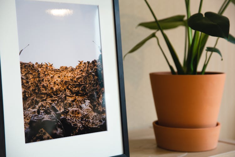 Framed Picture Placed On Shelf Near Potted Houseplant