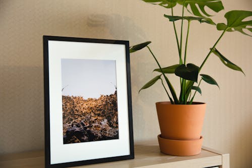 Wooden shelving unit with framed photo and green houseplant in beige ceramic pot