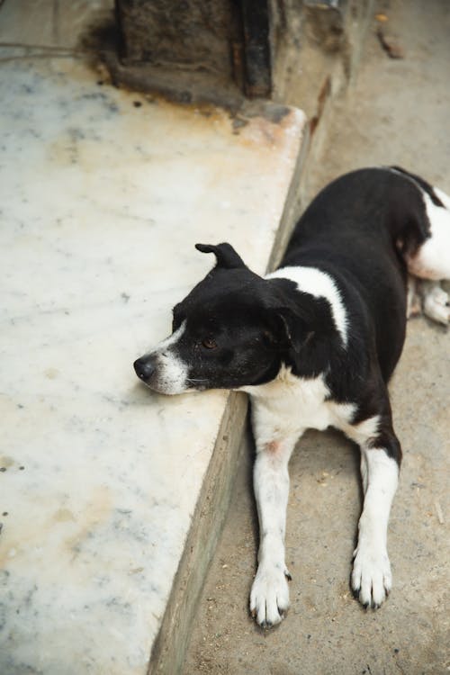 High angle black and white friendly mongrel dog lying on dirty ground in backyard