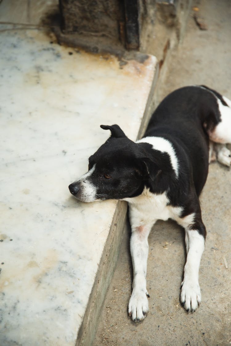 Cute Mongrel Dog Resting On Backyard