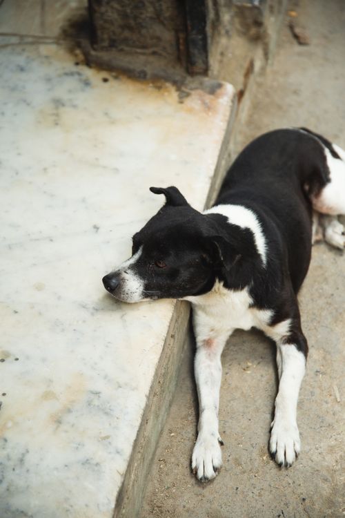 Free High angle black and white friendly mongrel dog lying on dirty ground in backyard Stock Photo