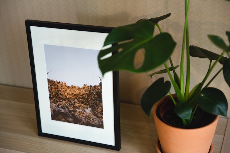 Shelf With Framed Photo And Green Plant