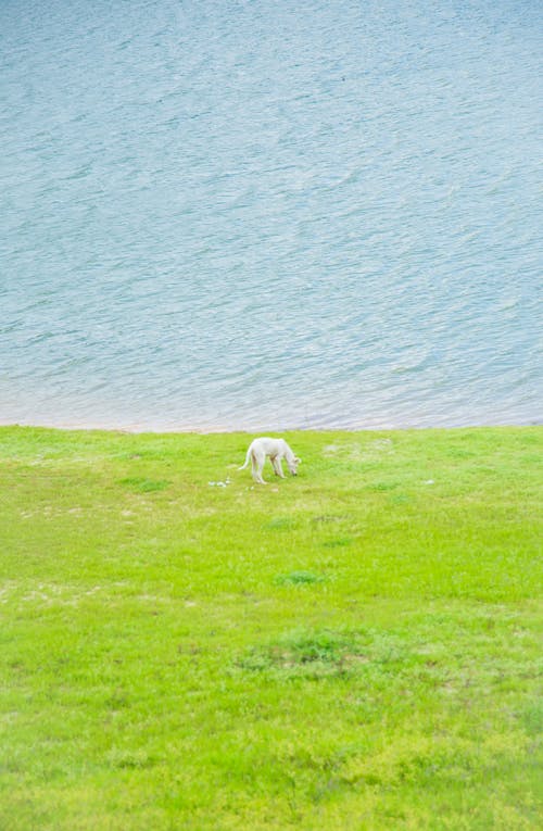 White dog standing on grassy seacoast