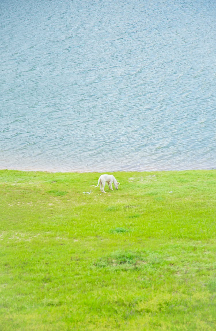 White Dog Standing On Grassy Seacoast