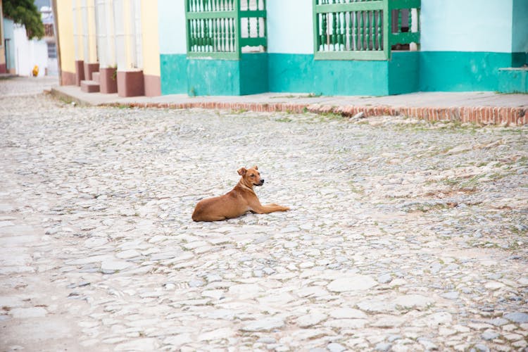 Dog Resting On Street Near Old Urban House