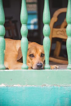 Adorable dog with brown coat resting behind old decorative bars while looking at camera