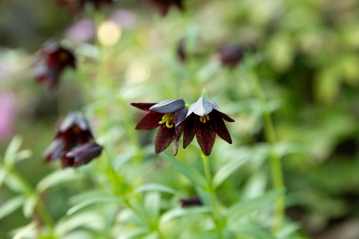 Small delicate blooming Chocolate lily flowers growing in garden in daytime against blurred background