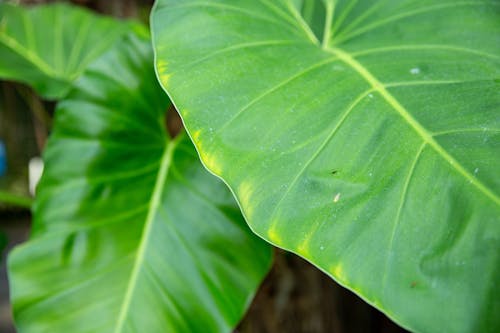 异国植物的绿叶在白天