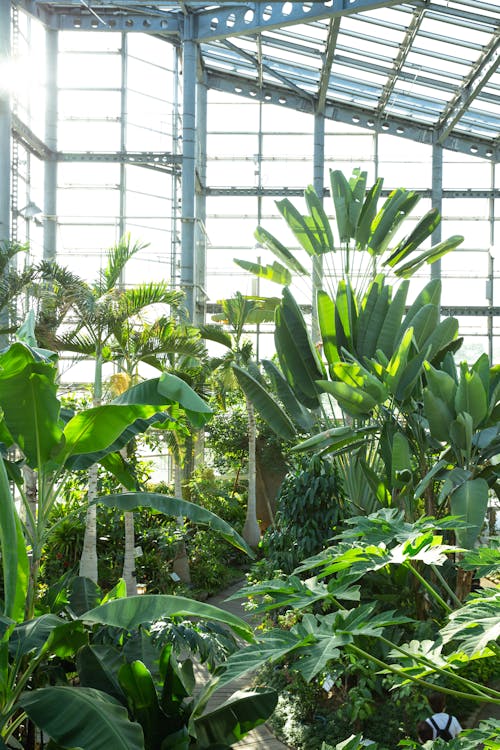 High green exotic plants growing in greenhouse with glass walls and ceiling in sunny day