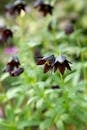 Closeup of small blooming flowers of dark colour growing in garden in soft focus