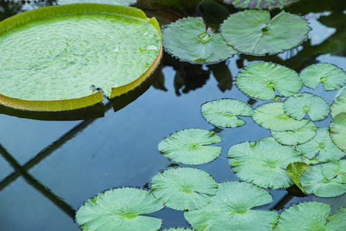 Water lilies growing in clear pond