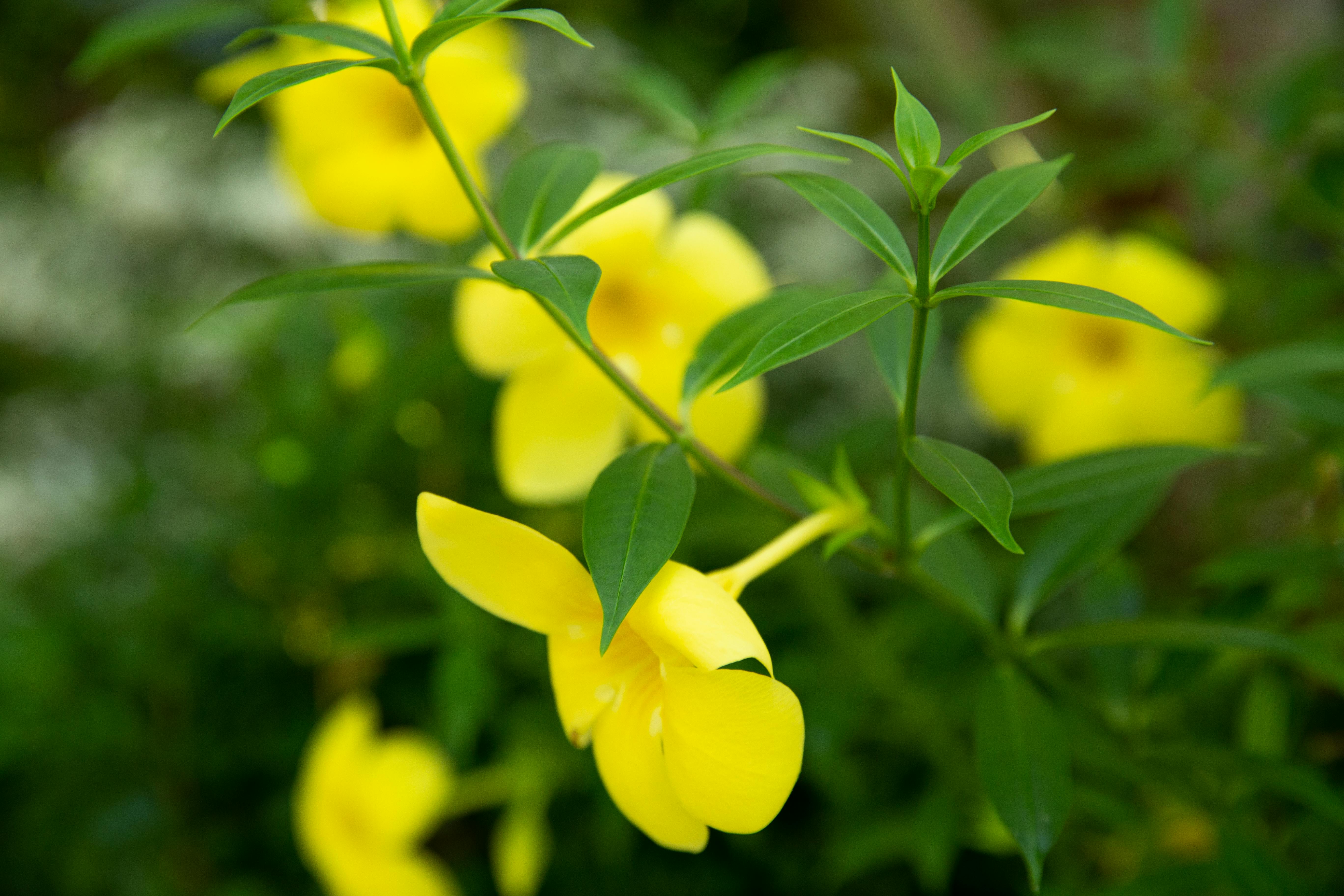 Flores Amarillas Que Crecen En Tallo Verde · Foto de stock gratuita