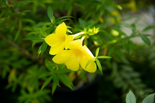 Small yellow flowers blooming in meadow