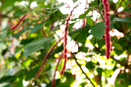 Free Closeup of green leaves and Acalypha hispida growing on bush on sunny day Stock Photo