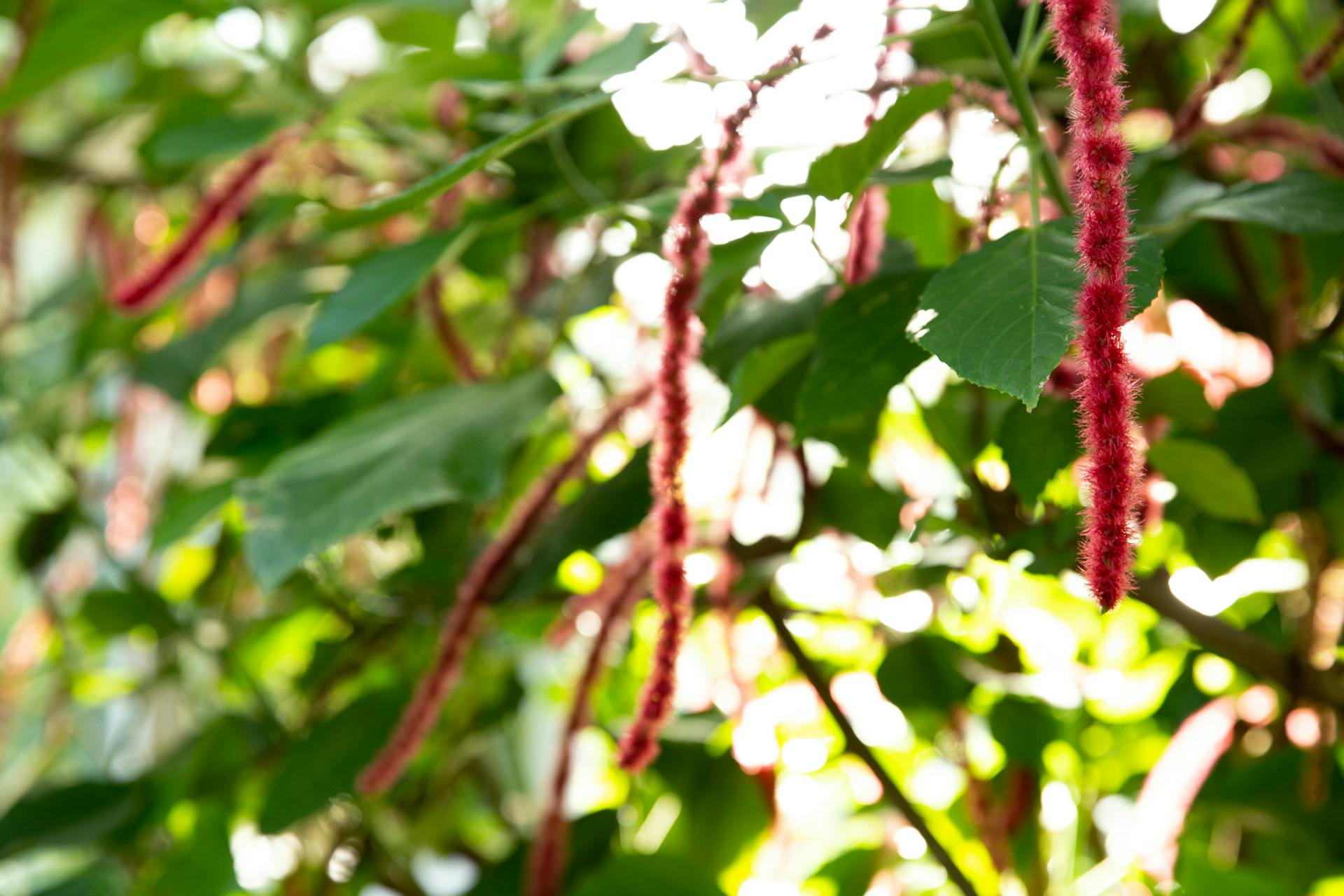 Closeup of green leaves and Acalypha hispida growing on bush on sunny day