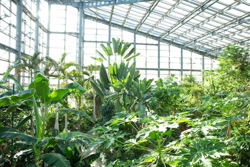 Green plants growing in modern glass greenhouse