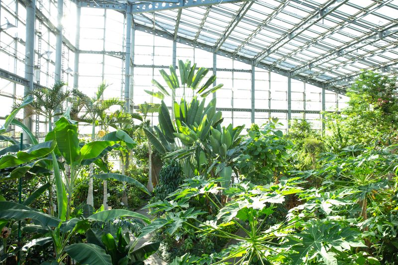 Inside a glasshouse nursery with dense green foliage, cared for by Oakenroot