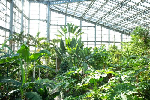 Free Green plants growing under sunlight in greenhouse with glass walls and ceiling on sunny day Stock Photo