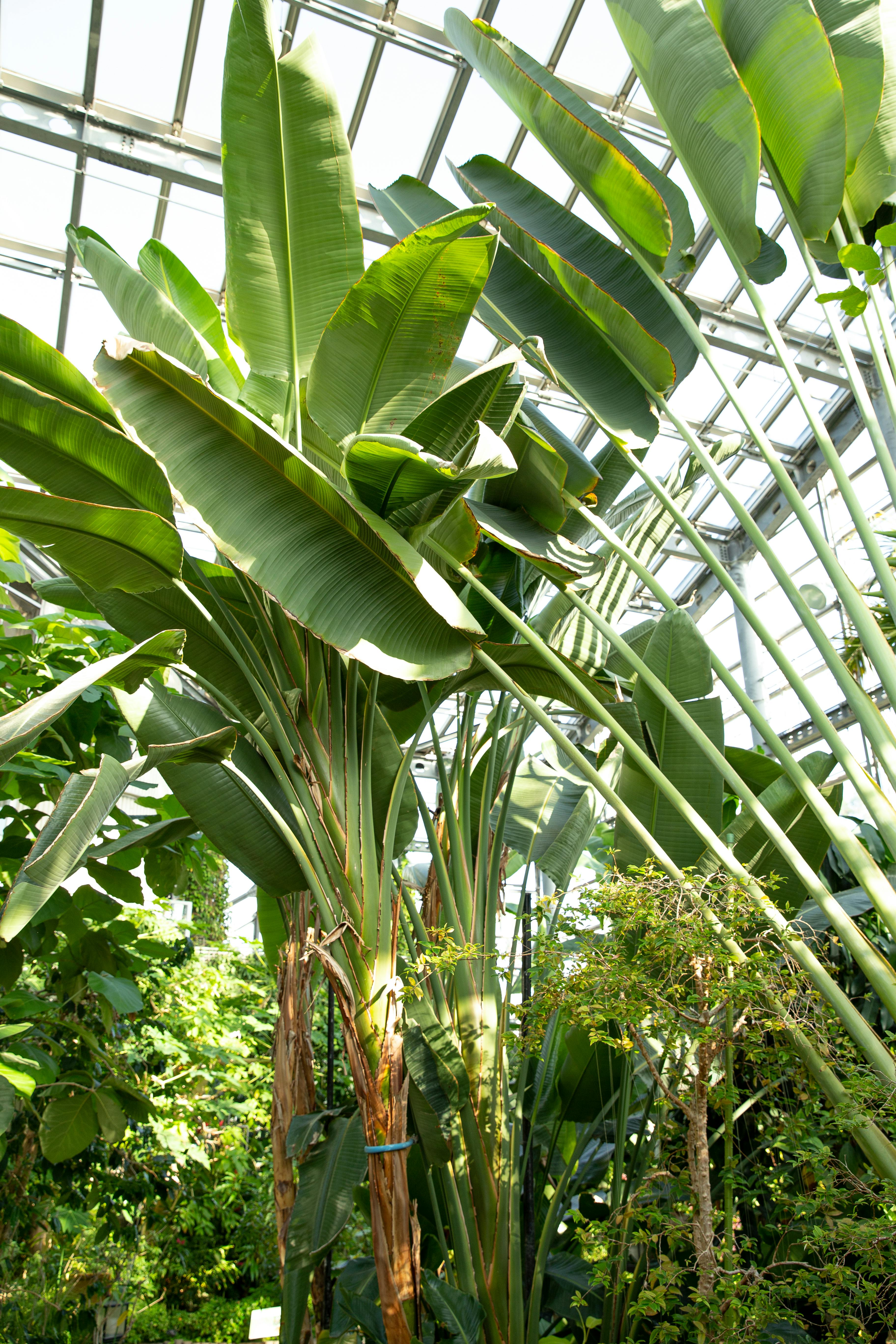 From below of green unusual plant with big leaves growing in greenhouse made of glass