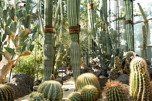 Cacti with tropical plants in greenhouse