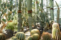 探索一系列在阳光明媚的温室中茁壮成长的异国仙人掌，展现大自然的坚韧