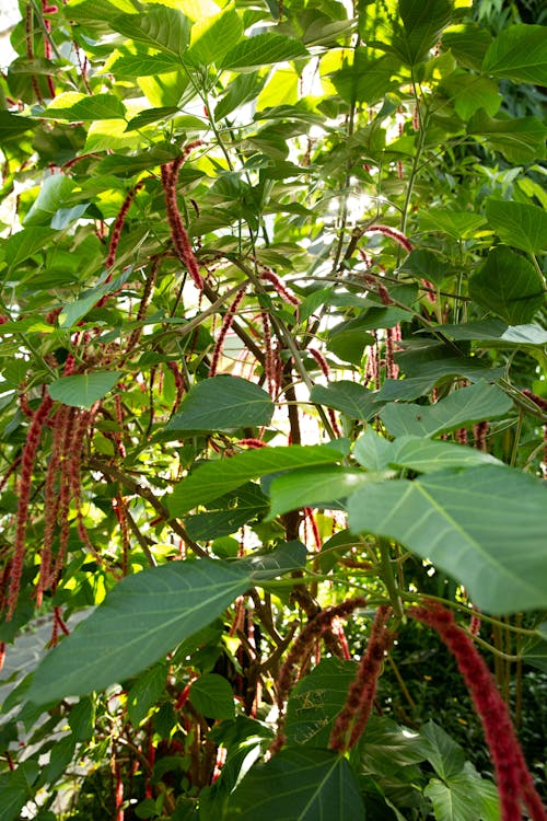 Green leaves of bush with bright flowers of Acalypha hispida on sunny day