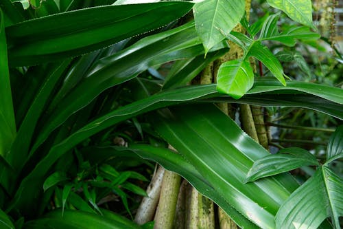 Free Green thick leaves of plant in greenhouse Stock Photo