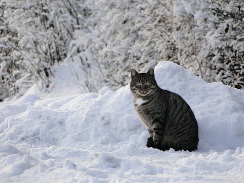Free stock photo of cat, cold, snow Stock Photo