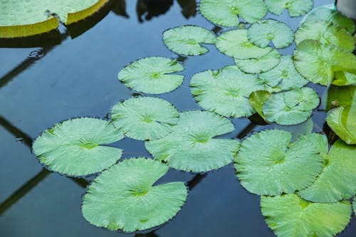 Green leaves of water lily in pond