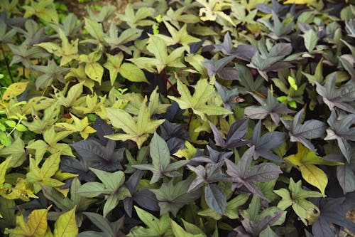 Multicolored leaves growing on shrubby plant