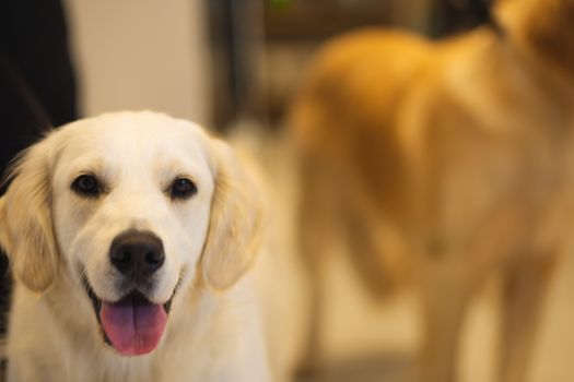 一只兴奋的拉布拉多犬一边休息，一边伸出舌头，眼神真诚地看着镜头