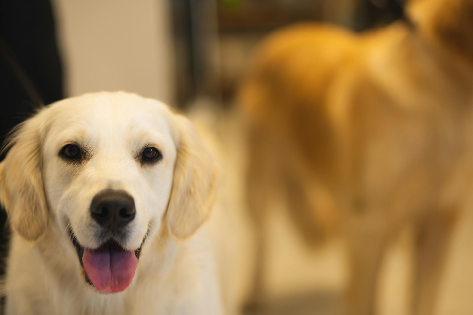 Upphetsad labrador med uppriktig blick tittar på kameran sticker ut tungan medan du har vila