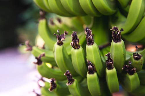 Closeup of unripened bananas hanging on branch of palm tree in soft focus