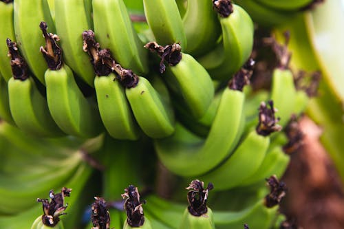 Closeup of green bananas growing on branch of palm tree in selective focus
