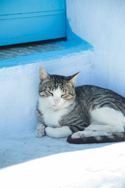 Free Sleepy young tabby with fluffy gray fur lying with eyes closed on stone house stairs in shadow Stock Photo