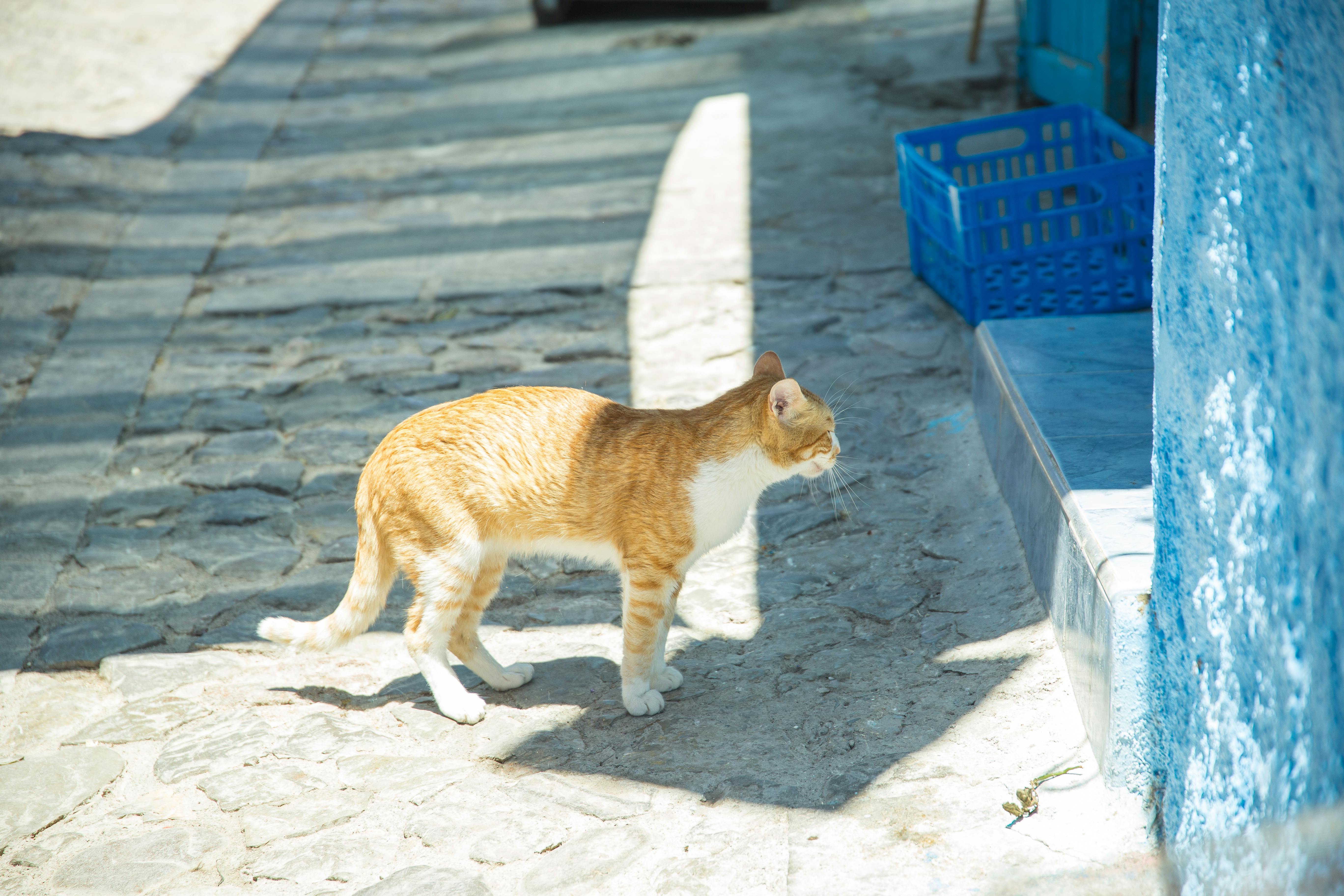 The Cat Man of Malta
