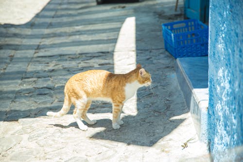 Con Mèo Tò Mò Trên đường Phố Trong Thị Trấn
