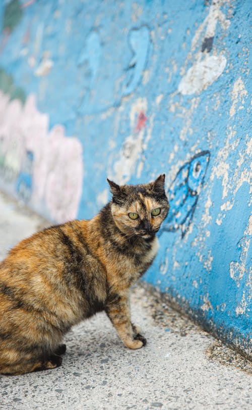 Cute fluffy dappled cat sitting on pavement near shabby blue concrete wall with drawings on street in old city with blurred background