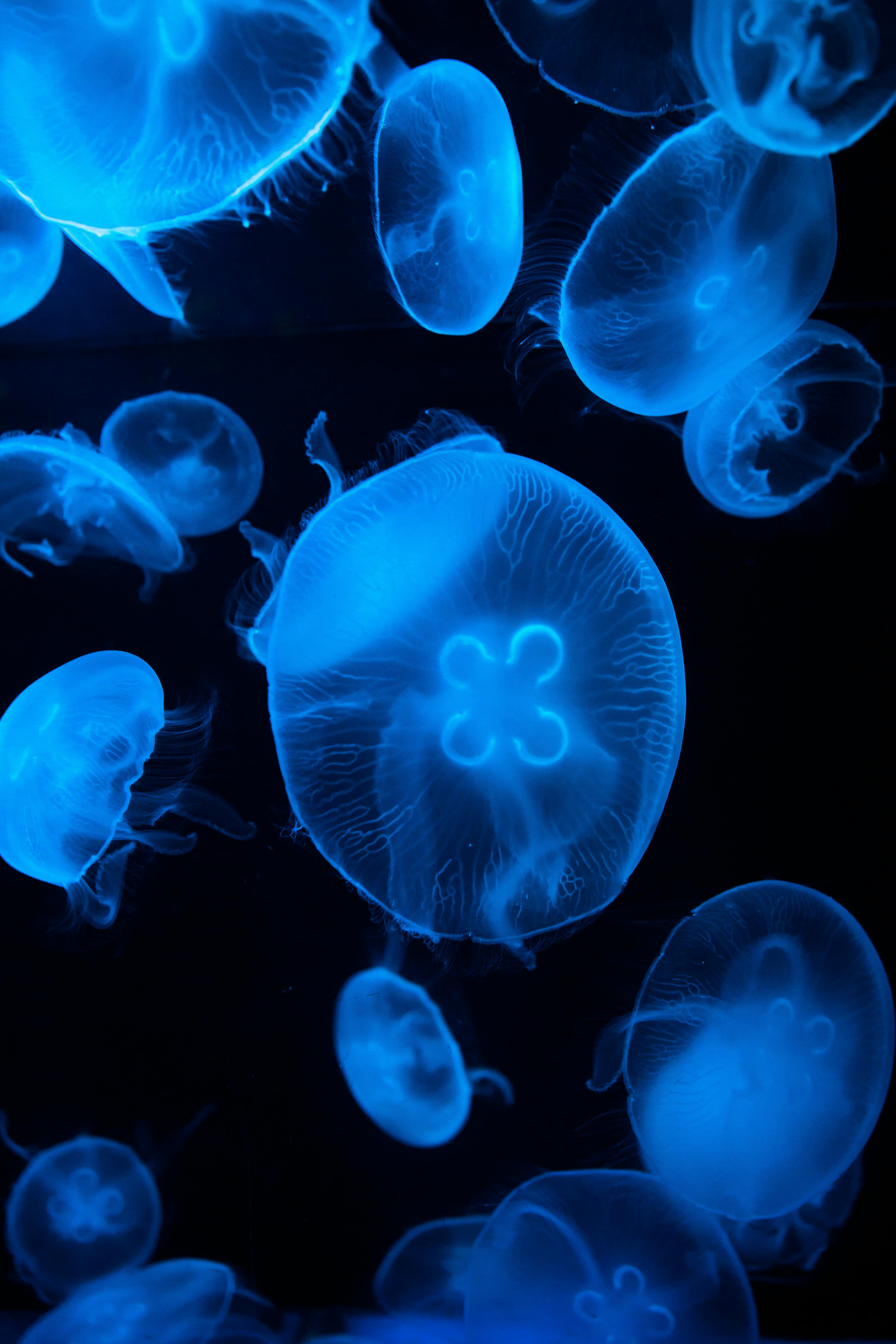 jellyfish underwater