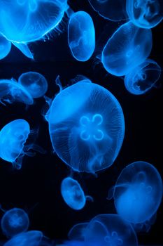 在黑暗的水族馆中，蓝色水母闪闪发光，展现着海洋之美