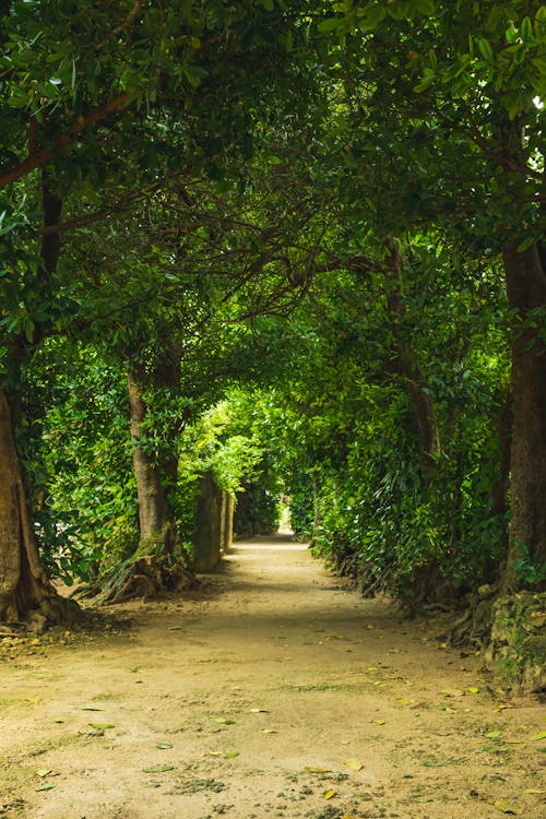 Rural walkway surrounded with tall green tress with lush foliage on crowns growing in park in nature on summer day