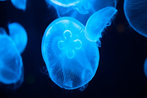 Group of glowing blue transparent jellyfish swimming on black background in dark sea in deep water in bright neon light