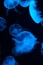 Flock of illuminated dangerous jellyfish with blue translucent color and stinging tentacles floating underwater on black background in deep sea