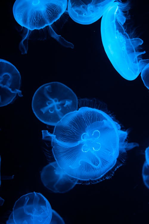 Flock of illuminated dangerous jellyfish with blue translucent color and stinging tentacles floating underwater on black background in deep sea