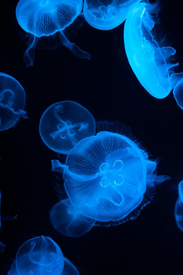 Moon Jellyfish Floating In Water